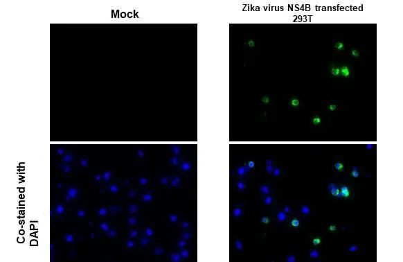 Zika Virus NS4B Antibody in Immunocytochemistry (ICC/IF)