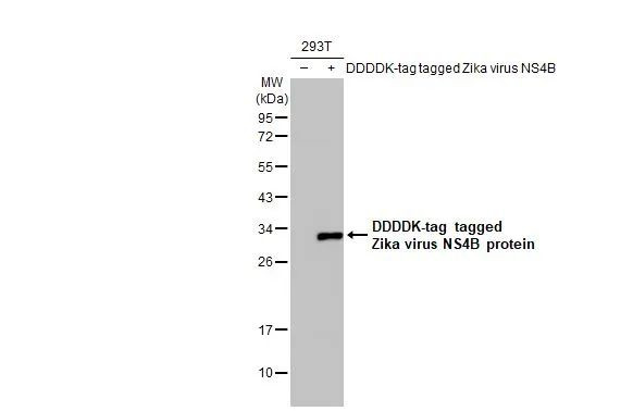 Zika Virus NS4B Antibody in Western Blot (WB)