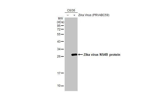 Zika Virus NS4B Antibody in Western Blot (WB)