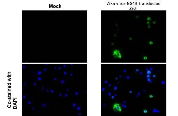 Zika Virus NS4B Antibody in Immunocytochemistry (ICC/IF)