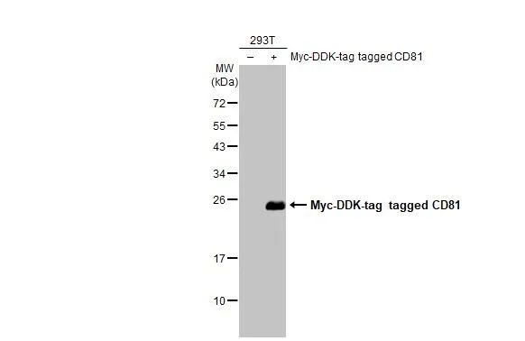 CD81 Antibody in Western Blot (WB)