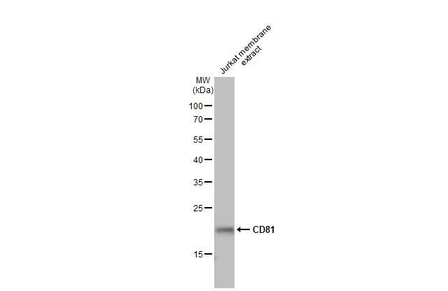 CD81 Antibody in Western Blot (WB)