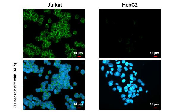 CD81 Antibody in Immunocytochemistry (ICC/IF)