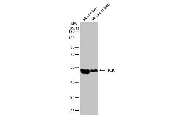 HCK Antibody in Western Blot (WB)