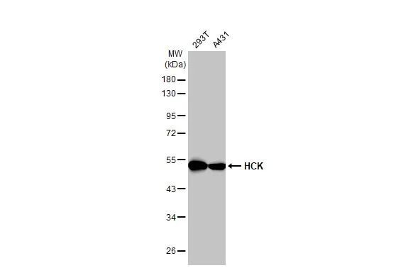 HCK Antibody in Western Blot (WB)