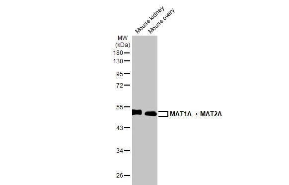 MAT1A/MAT2A Antibody in Western Blot (WB)