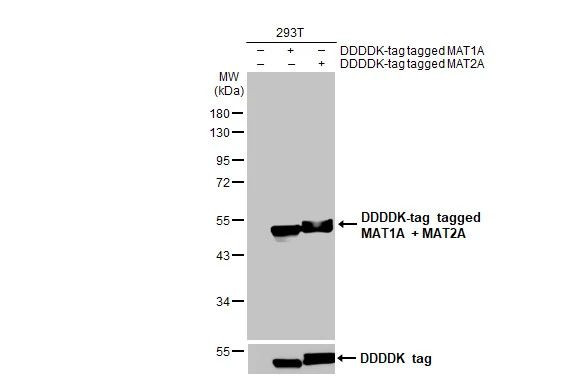 MAT1A/MAT2A Antibody in Western Blot (WB)