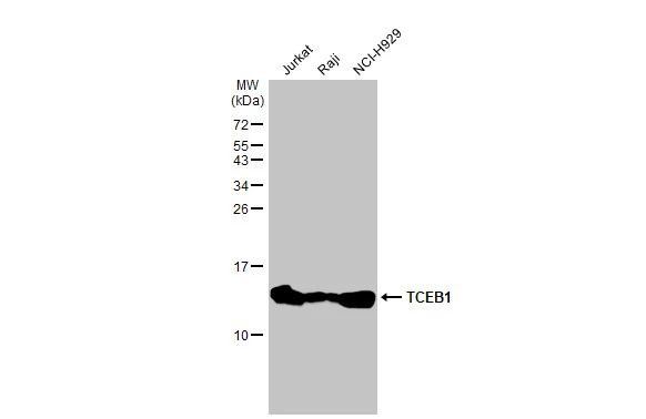 TCEB1 Antibody in Western Blot (WB)