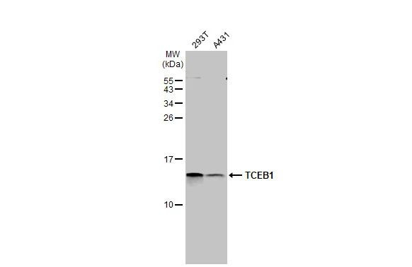 TCEB1 Antibody in Western Blot (WB)