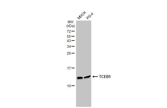 TCEB1 Antibody in Western Blot (WB)