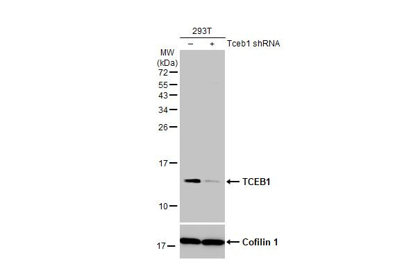 TCEB1 Antibody in Western Blot (WB)