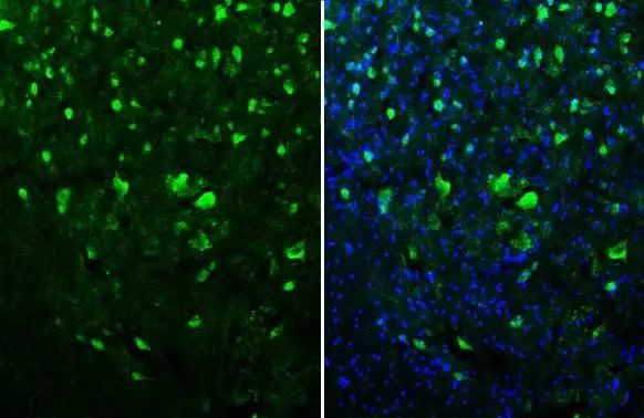 NeuN Antibody in Immunohistochemistry (Frozen) (IHC (F))