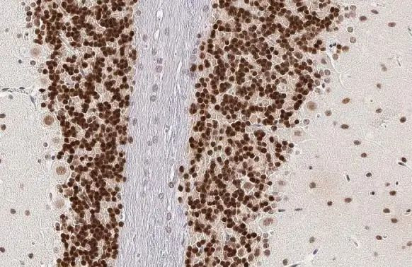 NeuN Antibody in Immunohistochemistry (Paraffin) (IHC (P))