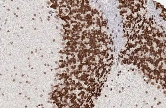 NeuN Antibody in Immunohistochemistry (Paraffin) (IHC (P))