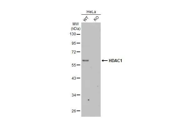 HDAC1 Antibody in Western Blot (WB)