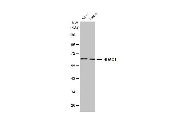 HDAC1 Antibody in Western Blot (WB)