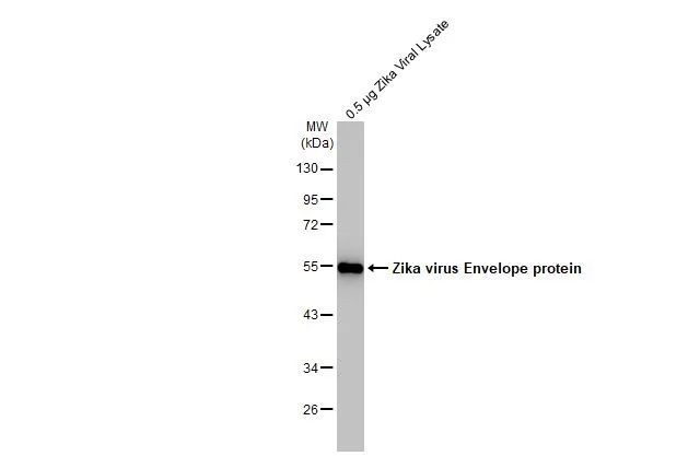 Zika Virus Envelope Antibody in Western Blot (WB)
