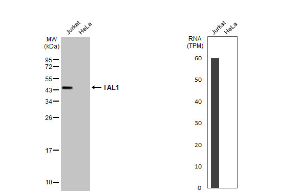 TAL1 Antibody in Western Blot (WB)