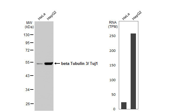 Beta III Tubulin Antibody in Western Blot (WB)