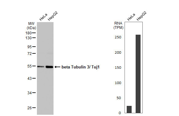 Beta III Tubulin Antibody in Western Blot (WB)