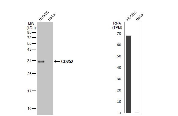 OX40L Antibody in Western Blot (WB)