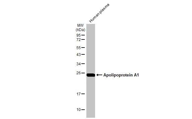 ApoA1 Antibody in Western Blot (WB)