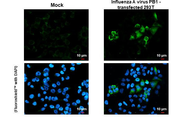 Influenza A PB1 Antibody in Immunocytochemistry (ICC/IF)