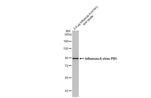 Influenza A PB1 Antibody in Western Blot (WB)