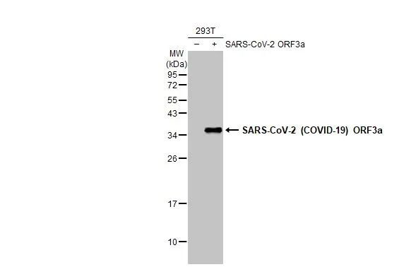SARS-CoV-2 ORF3a Antibody in Western Blot (WB)