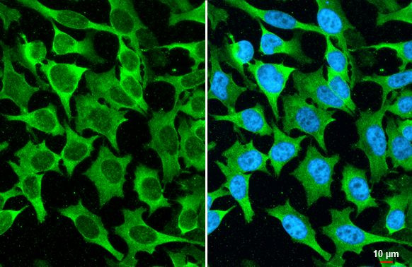 MUC2 Antibody in Immunocytochemistry (ICC/IF)