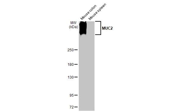 MUC2 Antibody in Western Blot (WB)