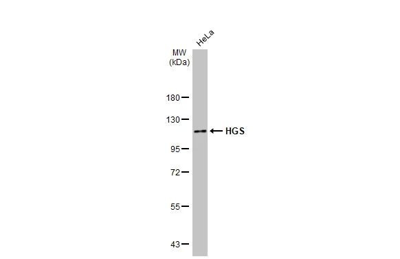 HGS Antibody in Western Blot (WB)