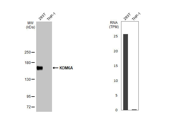 KDM6A Antibody in Western Blot (WB)