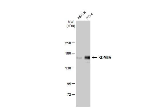 KDM6A Antibody in Western Blot (WB)