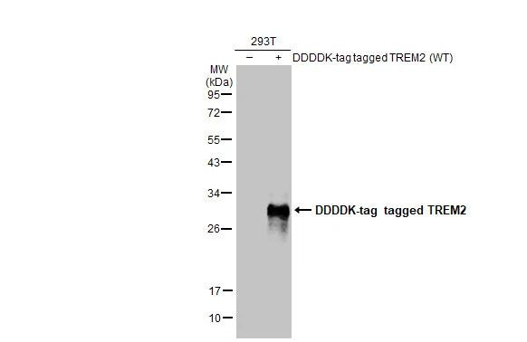 TREM2 Antibody in Western Blot (WB)