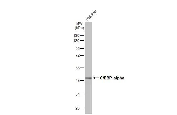 C/EBP alpha Antibody in Western Blot (WB)