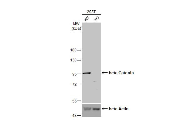 beta Catenin Antibody in Western Blot (WB)