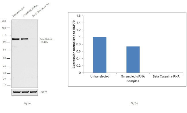 beta Catenin Antibody in Western Blot (WB)