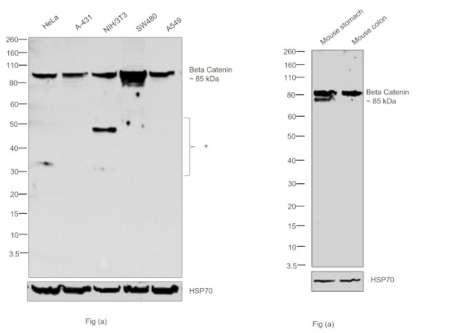 beta Catenin Antibody in Western Blot (WB)