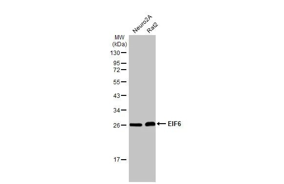 eIF6 Antibody in Western Blot (WB)