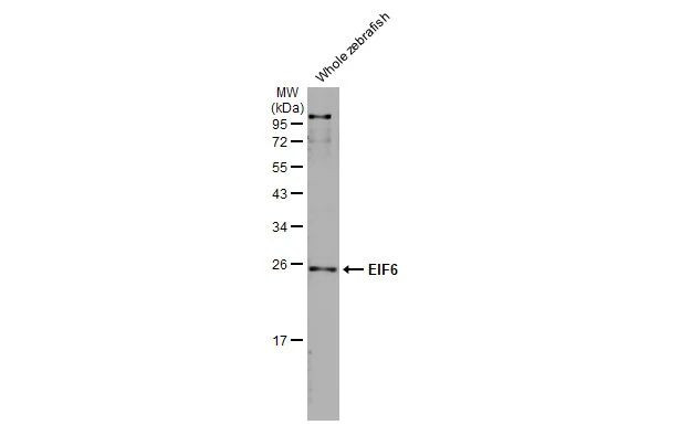 eIF6 Antibody in Western Blot (WB)