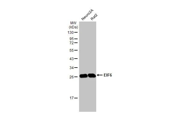 eIF6 Antibody in Western Blot (WB)