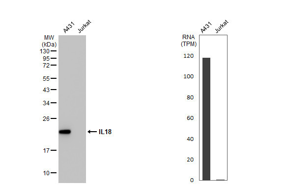 IL-18 Antibody in Western Blot (WB)