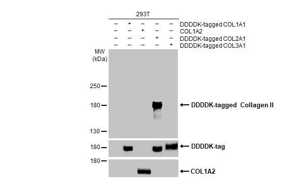 Collagen II Antibody in Western Blot (WB)