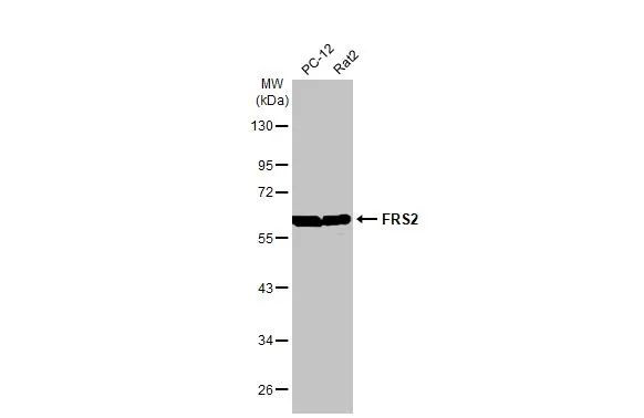 FRS2 Antibody in Western Blot (WB)