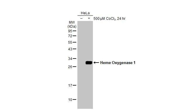 HO-1 Antibody in Western Blot (WB)