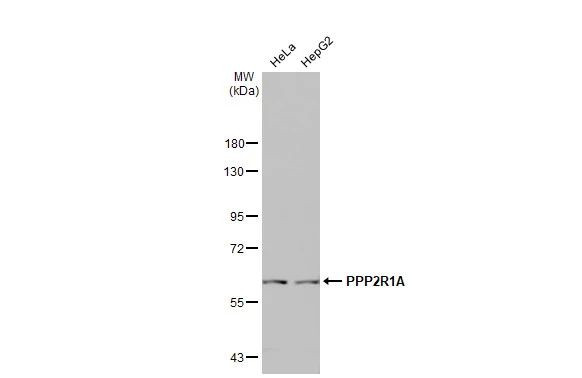 PPP2R1A Antibody in Western Blot (WB)