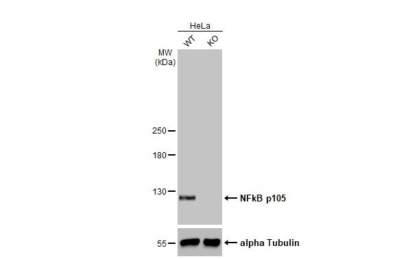 NFkB p105 Antibody in Western Blot (WB)