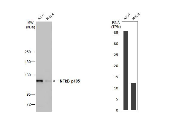 NFkB p105 Antibody in Western Blot (WB)