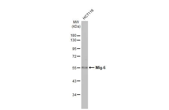 Mig-6 Antibody in Western Blot (WB)